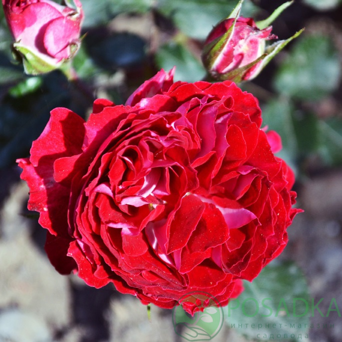 картинка Роза бордюрная Гранатовый браслет 