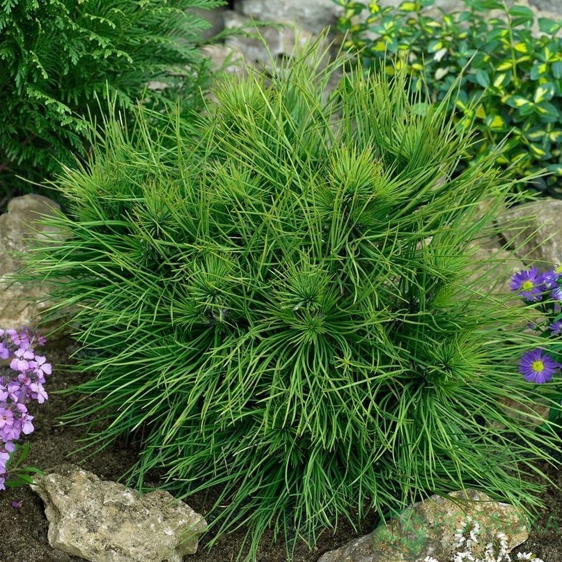 картинка Сосна чорна Spielberg 