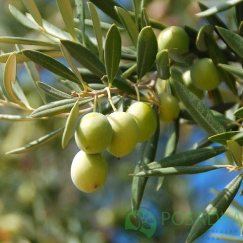картинка Оливковое дерево 