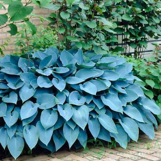 картинка Хоста Blue Angel 