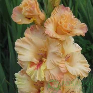 картинка Гладиолус Майя Плисецкая 