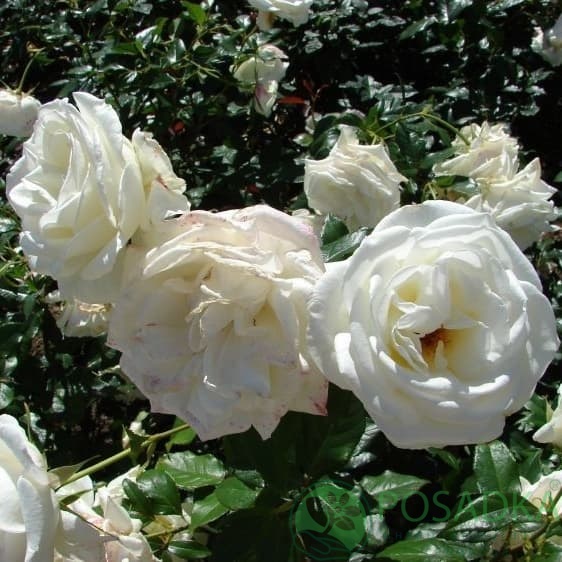 картинка Роза чайно-гибридная Карен Бликсен 