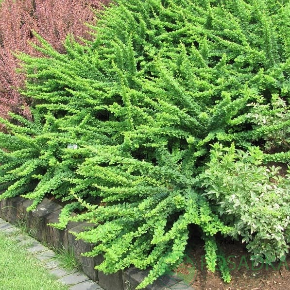 картинка Барбарис Тунберга Green Carpet  картинка Барбарис Тунберга Green Carpet
