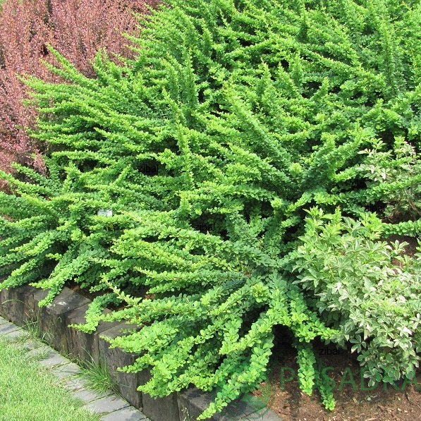 картинка Барбарис Тунберга Green Carpet 
