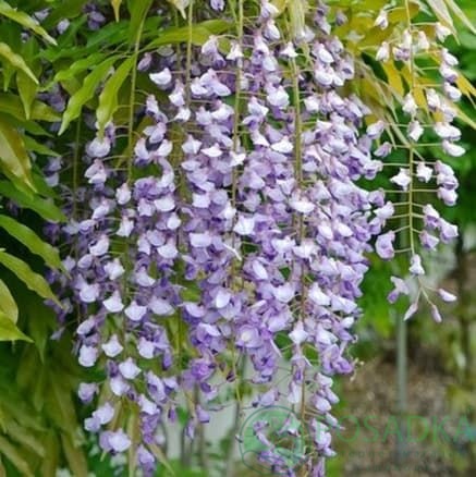 картинка Глициния обильноцветущая Murasaki Noda 