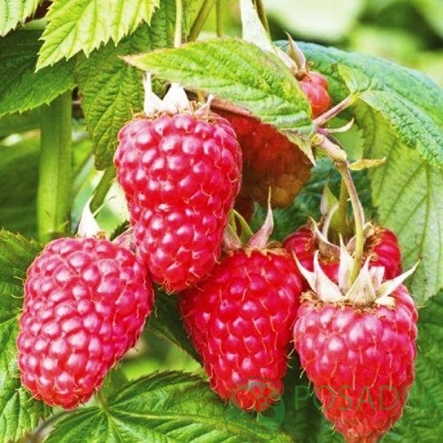 картинка Малина Радзиева 