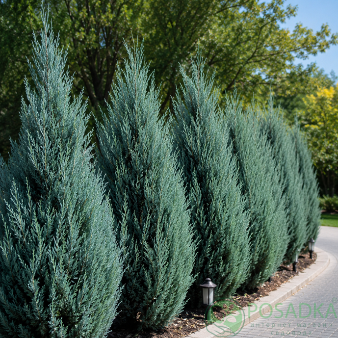 картинка Кипарис Аризонський (Cupressus arizonica) С5 