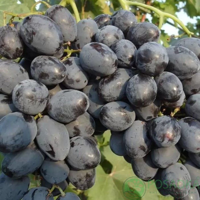 картинка Виноград Руслан 