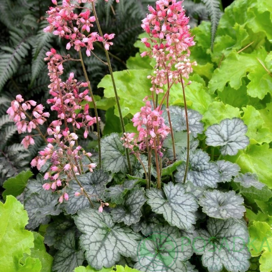 картинка Гейхера Peppermint (Пеперминт)  картинка Гейхера Peppermint (Пеперминт)