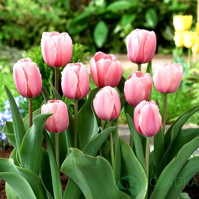 картинка Тюльпан Salmon Impression  картинка Тюльпан Salmon Impression