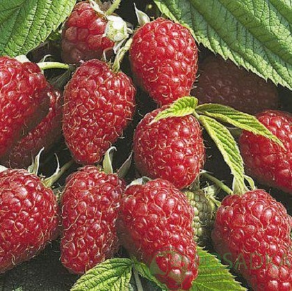 картинка Малина Марастар 