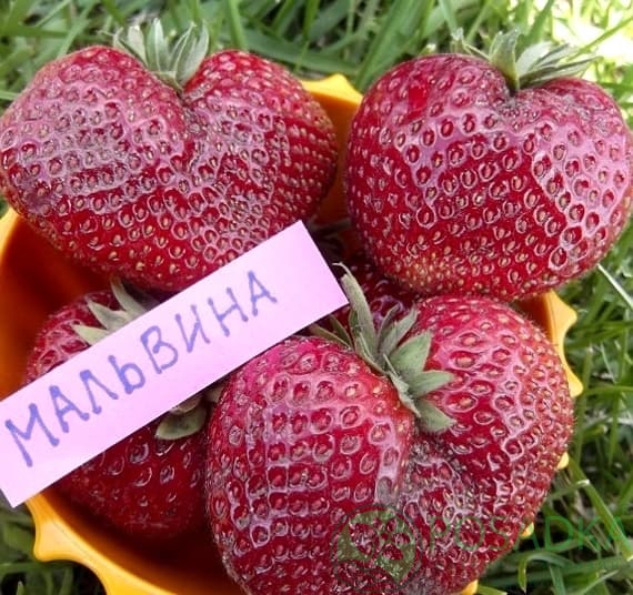 картинка Клубника Мальвина (кассета) 