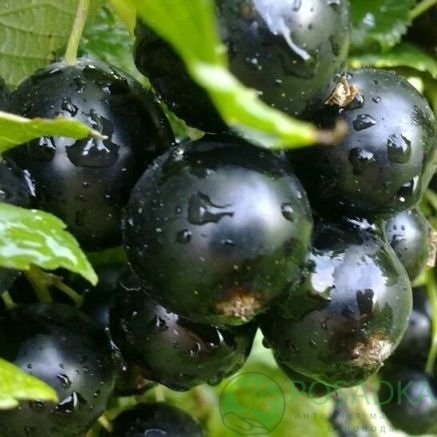 картинка Смородина чёрная Велой 