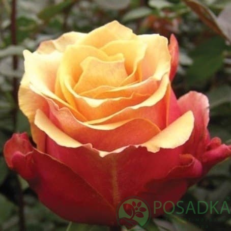 картинка Роза чайно-гибридная Черри Бренди 