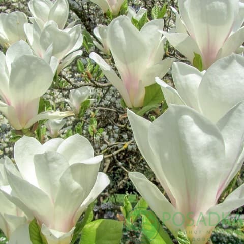 картинка Магнолия Суланжа Альба Суперба С10 