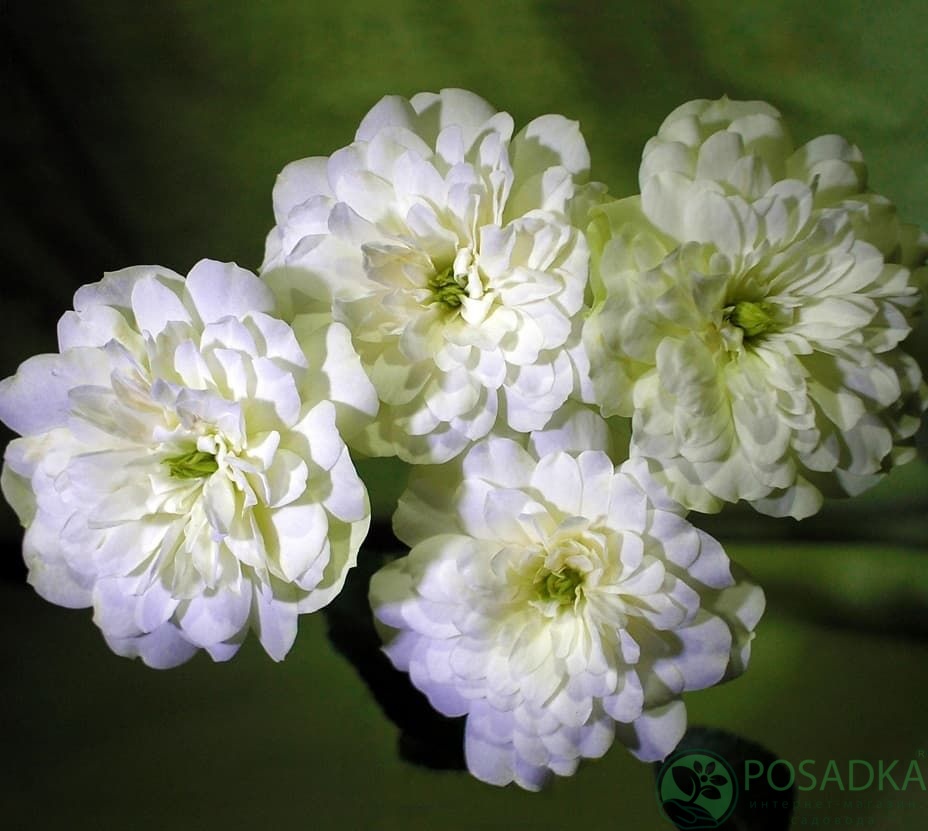 картинка Роза бордюрная Грин Айс С2 