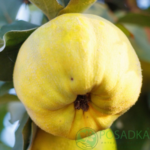 картинка Айва яблоковидная Мария 