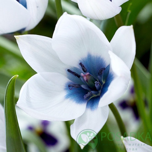 картинка Тюльпан Alba Coerulea Oculata 