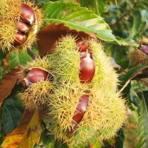 картинка Каштан cъедобный (Castanea sativa) (2 года) контейнер С2 