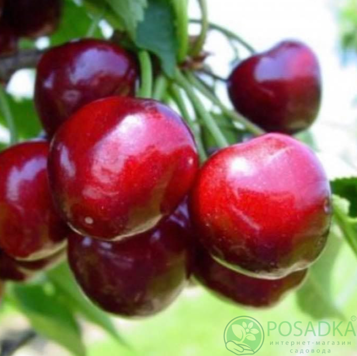 картинка Черешня Феровия 