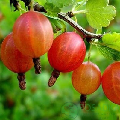 картинка Крыжовник Фонарик (контейнер р9) 