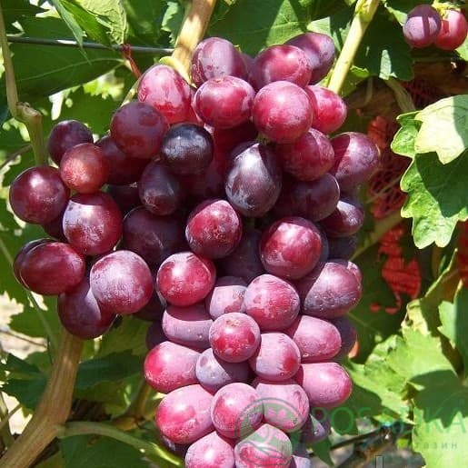 картинка Виноград Дунав 