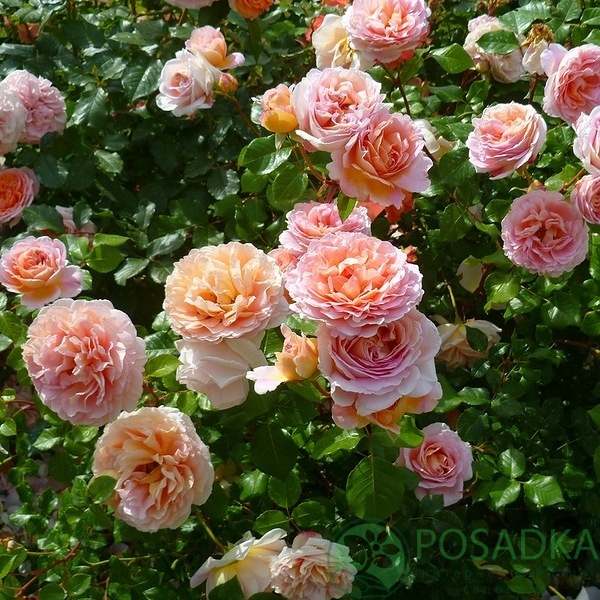 картинка Роза английская Абрахам Дерби С2 