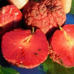 картинка Кудрания (Клубничное Дерево) Rubra 