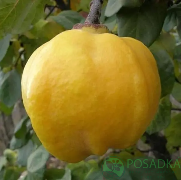 картинка Айва яблоковидная Мария 