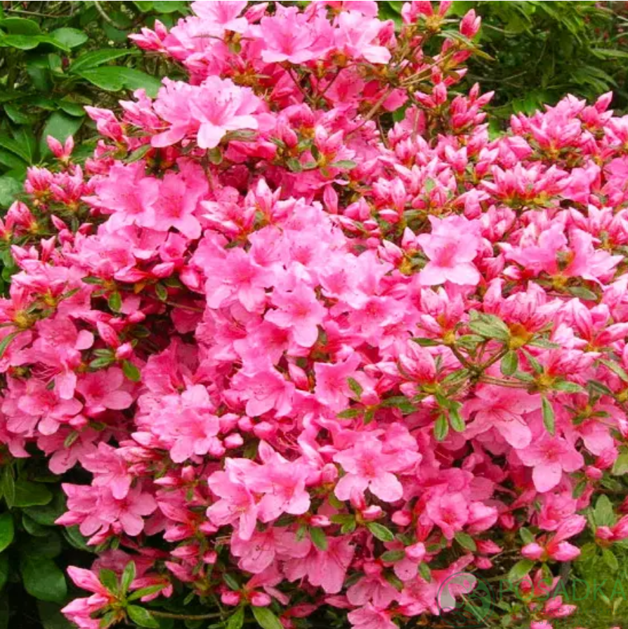 картинка Азалия японская Rokoko 