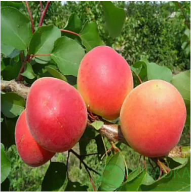 картинка Абрикос Фарбели (Farbaly) 