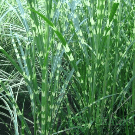 картинка Мискантус полосатый Зебрина 