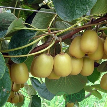 картинка Киви Голд (оригинальный, желтый) 