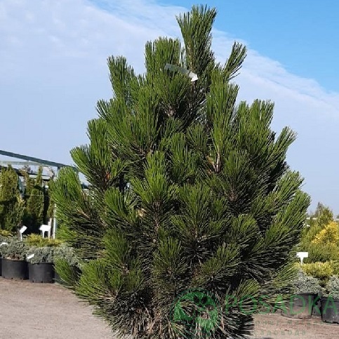 картинка Сосна белокорая "Little Dracula" 