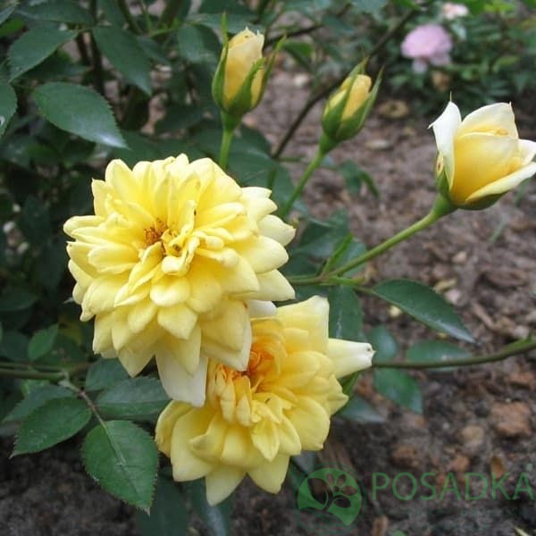 картинка Роза бордюрная Райзен Шайн 