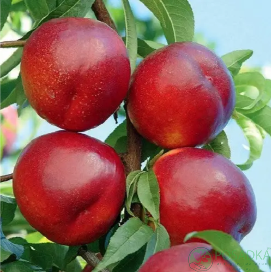 картинка Гибрид слива-персик Плум Пич  картинка Гибрид слива-персик Плум Пич