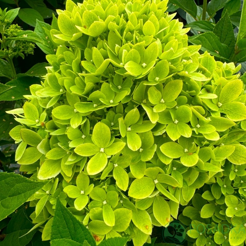 картинка Гортензия метельчатая Bee Green (Би Грин) 