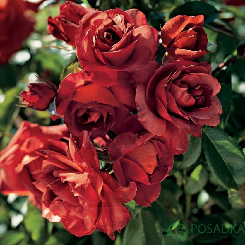 картинка Роза флорибунда Хот Шоколад С2 