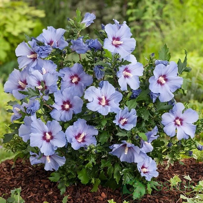 картинка Гибискус сирийский Марина (Hibiscus syriacus Marina) 