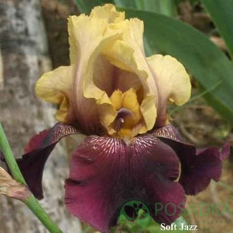 картинка Ирис бородатый Soft Jazz (Софт Джаз) 