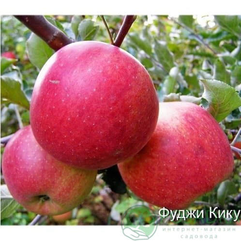 картинка Яблоня Фуджи Кику 8 (карликовый подвой М9) 