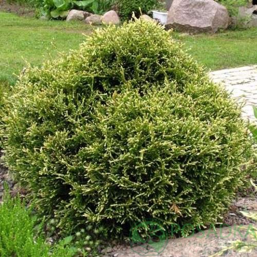 картинка Туя западная Столвик 