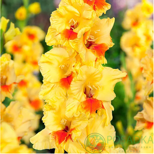 картинка Гладиолус Jester 