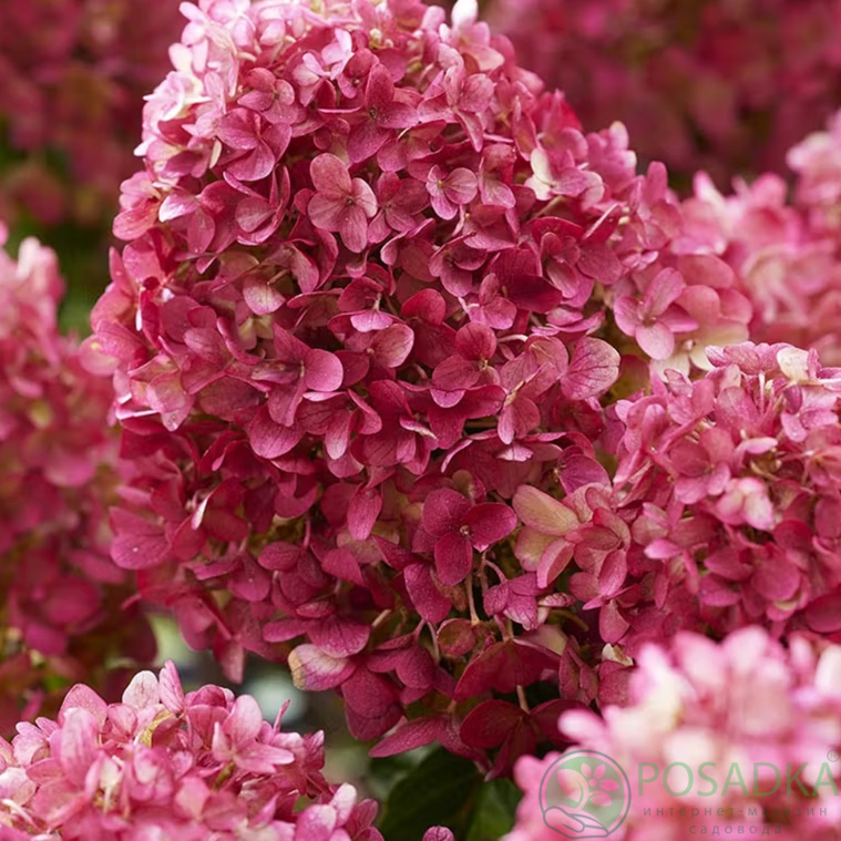 картинка Гортензия метельчатая Living Little Rosy 