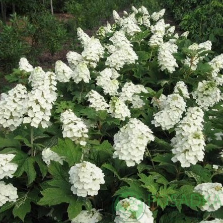 картинка Гортензия дуболистная Сноу Куин 