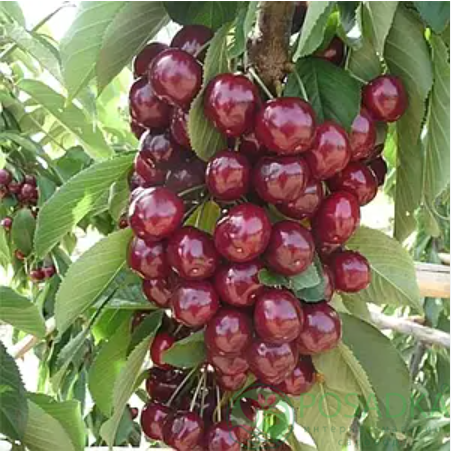 картинка Черешня колоновидная Сабрина 