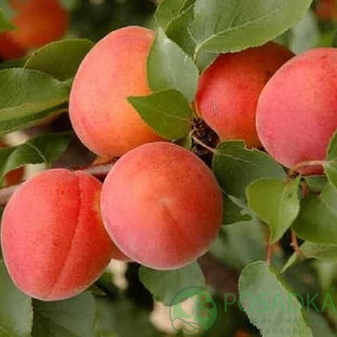 картинка Абрикос Фардао 