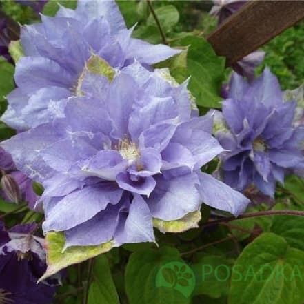 картинка Клематис Azure Ball 