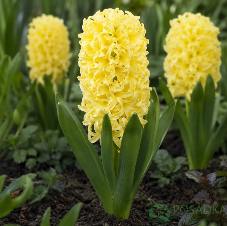 картинка Гиацинт Yellow Stone 