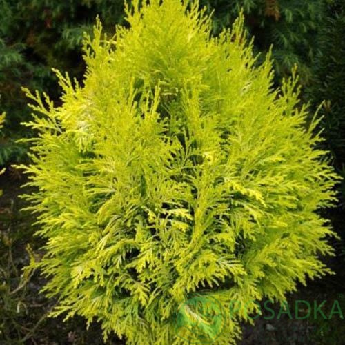 картинка Кипарисовик Лавсона Sunny Smile 3л  картинка Кипарисовик Лавсона Sunny Smile 3л